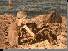 Pantelleria oil paintings from the black pearl of the mediterranean 