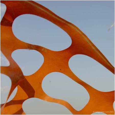 orange14