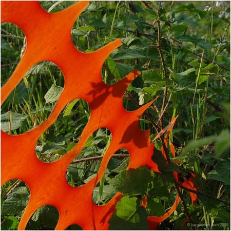 orange18