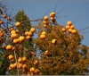 barga-japanese-persimmon-kaki-20091116_0006