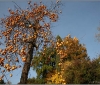 barga-japanese-persimmon-kaki-20091116_0008
