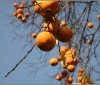 barga-japanese-persimmon-kaki-20091116_0014