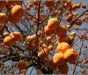 barga-japanese-persimmon-kaki-20091116_0017