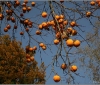 barga-japanese-persimmon-kaki-20091116_0020