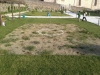 orti