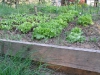 Lettuce nearly ready