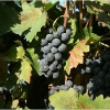 vendemmia-grape-picking-in-barga-2009002