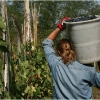vendemmia-grape-picking-in-barga-2009003