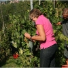 vendemmia-grape-picking-in-barga-2009005