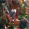 vendemmia-grape-picking-in-barga-2009006