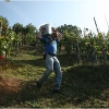 vendemmia-grape-picking-in-barga-2009007