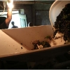 vendemmia-grape-picking-in-barga-2009011