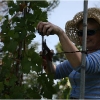 vendemmia-grape-picking-in-barga-2009012