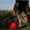 vendemmia-grape-picking-in-barga-2009013