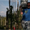 vendemmia-grape-picking-in-barga-2009014