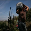 vendemmia-grape-picking-in-barga-2009015