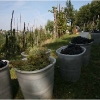 vendemmia-grape-picking-in-barga-2009016