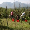 vendemmia-grape-picking-in-barga-2009017