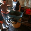 vendemmia-grape-picking-in-barga-2009020