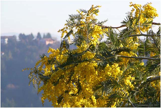 Mimosa in flower at Tiglio Barga feb 2007