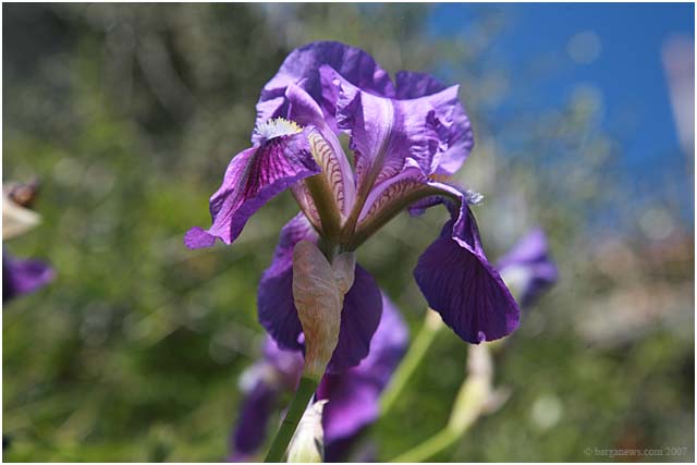 {barganews_flowers } Spring flowers in Barga