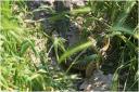 {barganews_snakes } mating grass snakes in barga