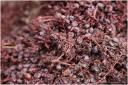 {barganews} Last stage of the vendemmia - grappa making