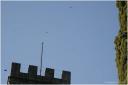 {barganews} The swallows ready to leave for the winter