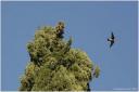 {barganews} The swallows ready to leave for the winter