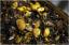 {barganews} Roast chestnuts as the cold weather bites