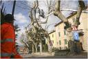 {barganews} Timing of pruning Plane trees questioned