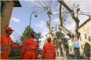{barganews} Timing of pruning Plane trees questioned
