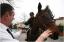 {barganews} Don Stefano blesses the animals