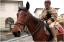 {barganews} Don Stefano blesses the animals