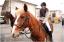 {barganews} Don Stefano blesses the animals