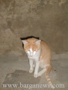 P0000864.jpg