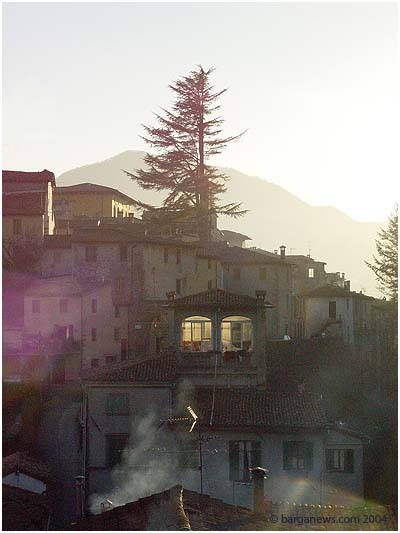 barga pine tree