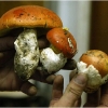 coccoli-mushrooms-barga-2009007