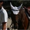 horses-barga-1.jpg