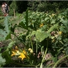 barganews-lorto-vegetable-garden-in-barga-2009001