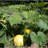 barganews-lorto-vegetable-garden-in-barga-2009003