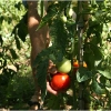 barganews-lorto-vegetable-garden-in-barga-2009004
