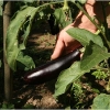 barganews-lorto-vegetable-garden-in-barga-2009005