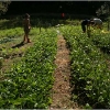 barganews-lorto-vegetable-garden-in-barga-2009007
