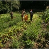 barganews-lorto-vegetable-garden-in-barga-2009009