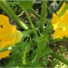 barganews-lorto-vegetable-garden-in-barga-2009011
