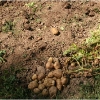 barganews-lorto-vegetable-garden-in-barga-2009014