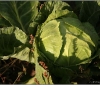 barganews-vegetable-garden_0635-copy