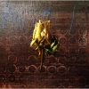 mario-madiai-exhibition-in-barga-2009010