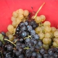 vendemmia-grape-picking-barga09222008-26.jpg